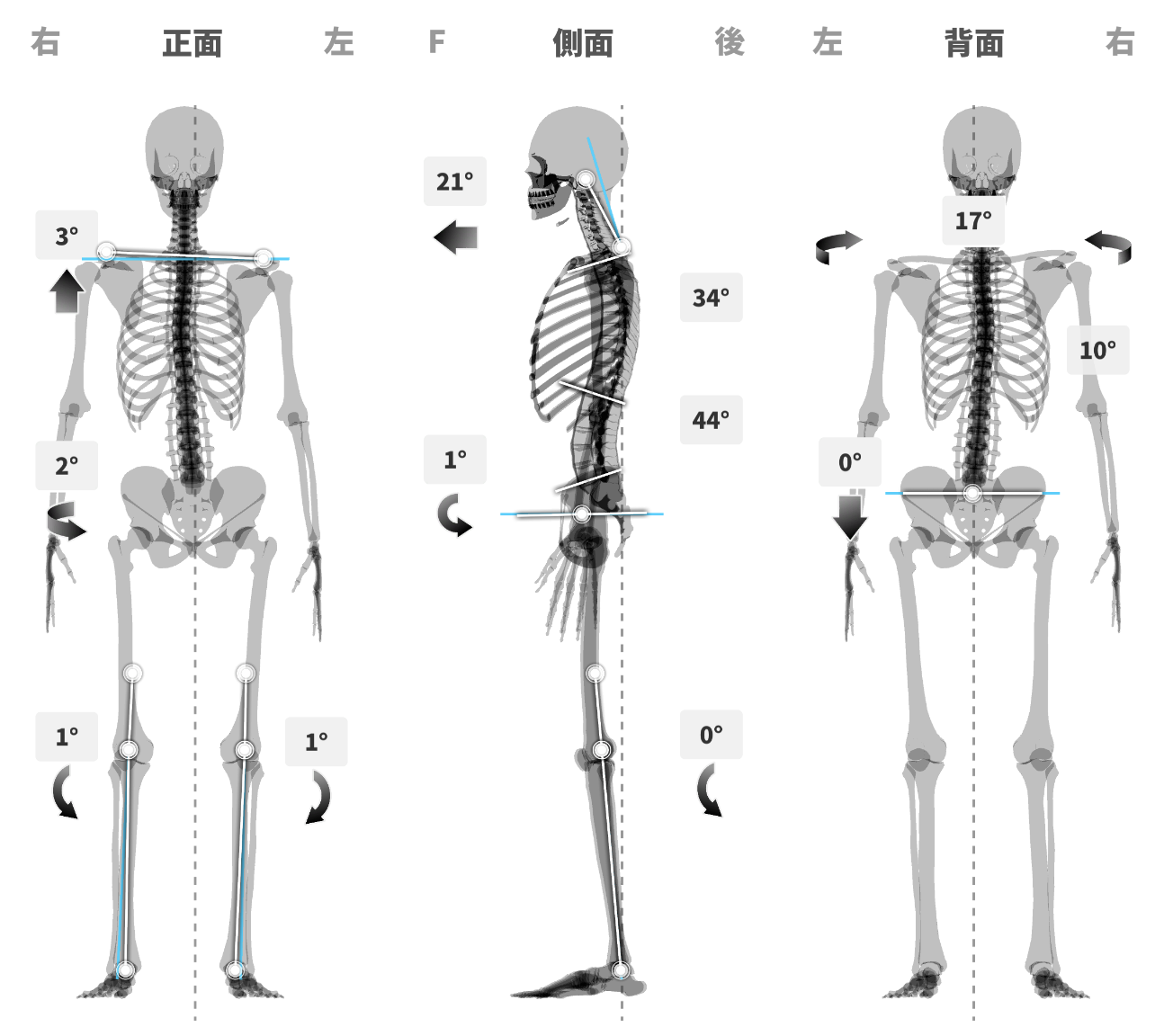 人體骨骼結構環環相扣